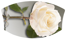 DNSWILL 070 White Rose Stem